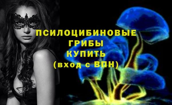 гашик Алексин