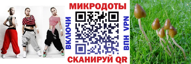 Псилоцибиновые грибы Psilocybe Карачаевск